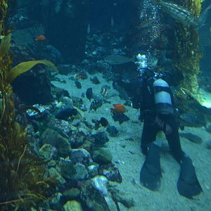 Ecosystems - Kelp Forest