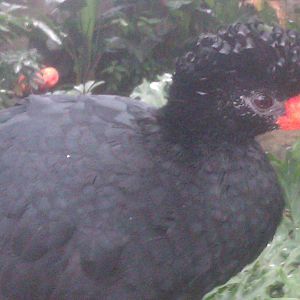 Wattled Curassow
