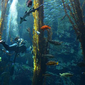 Ecosystems - Kelp Forest