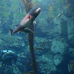 Ecosystems - Kelp Forest