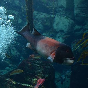 Ecosystems - Kelp Forest