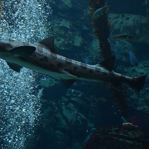 Ecosystems - Kelp Forest