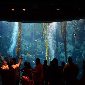 Ecosystems - Kelp Forest