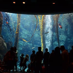 Ecosystems - Kelp Forest