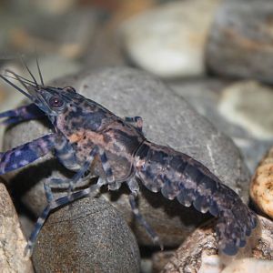 freshwater crayfish (Paranephrops planifrons)