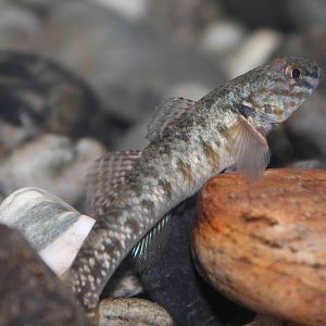 red-finned bully (Gobiomorphus huttoni)
