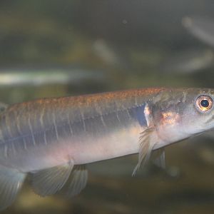 banded kokopu (Galaxias fasciatus)