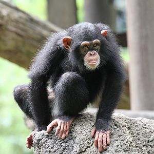 Young Chimp