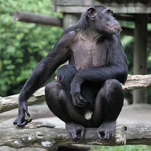 Chimpanzee Mum and Babe