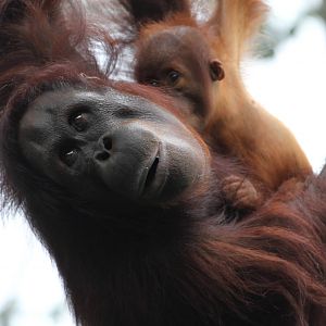 Orang-utan Mum and Babe