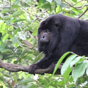 Black Howler Monkey