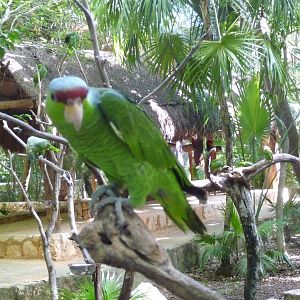 lilac crowned  amazon parrot xcaret park