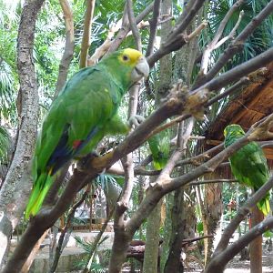 yellow headed amazon parrot xcaret park
