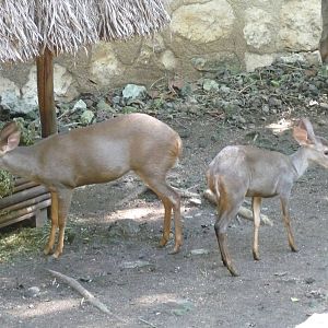 yucatan brown brocket deer xcaret park