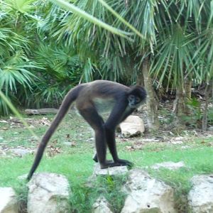 mexican spider monkey  yucatan subspecies xcaret park