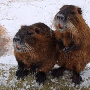 Myocastor coypus