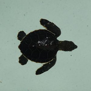 green sea turtle hatchling xcaret park