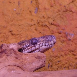 Corallus hortulanus cookii