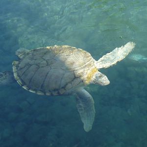 leucistic hawksbill sea turtle xcaret park