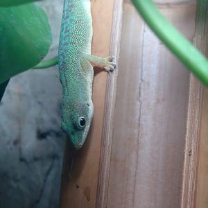 Phelsuma dubia
