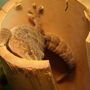 Tarentola delalandii