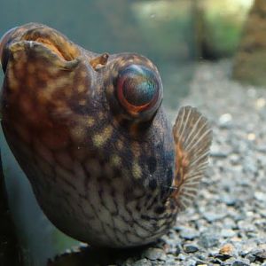 Tetraodon palembangensis