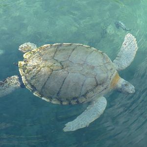 leucistic hawksbill turtle xcaret park