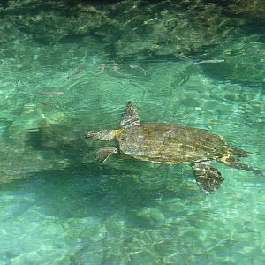 green sea turtle xcaret park