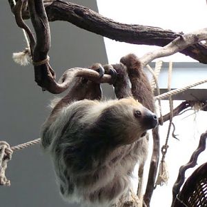 Choloepus didactylus