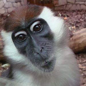 Cercocebus torquatus