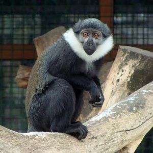 Cercopithecus lhoesti