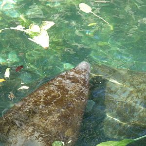 juvenile manatee xcaret park