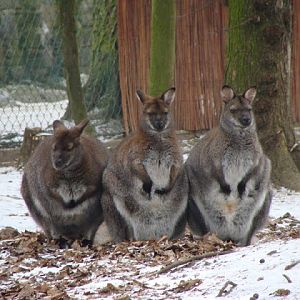 Macropus rufogriseus