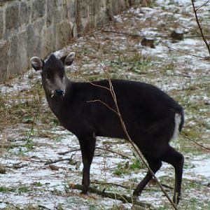 Elaphodus cephalophus