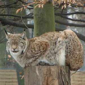 Lynx lynx