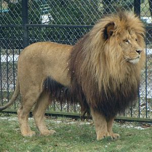 Panthera leo bleyenberghi