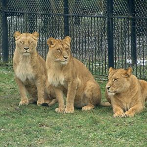 Panthera leo bleyenberghi