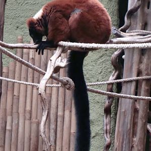 Varecia variegata rubra