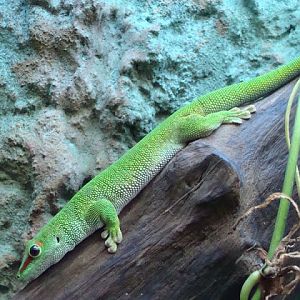 Phelsuma madagascariensis grandis
