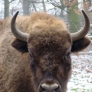 Bison bonasus