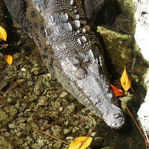 american crocodile xcaret park
