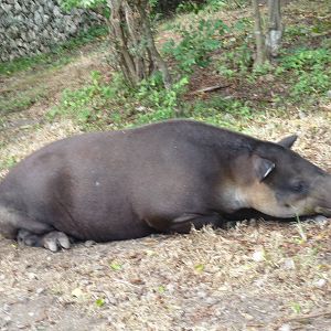 baird`s tapir xcaret park