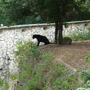 jaguar exhibit xcaret park