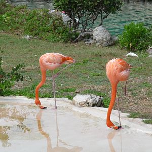flamingos xcaret park