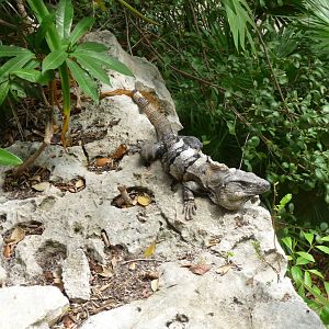 spiny tailed iguana xcaret park
