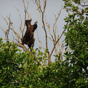 Yucatan black howler monkey aloutta pigra xcaret park