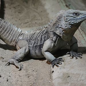 Grand Cayman Iguana (Cyclura lewisi)