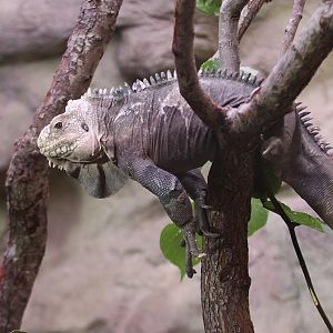 Lesser Antillean Iguana (Iguana delicatissima)