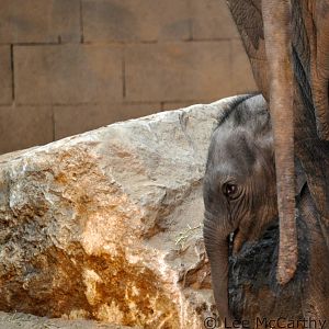 Chester's Latest Elephant Calf