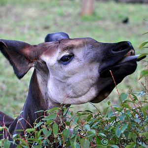 Stuma the Female Okapi